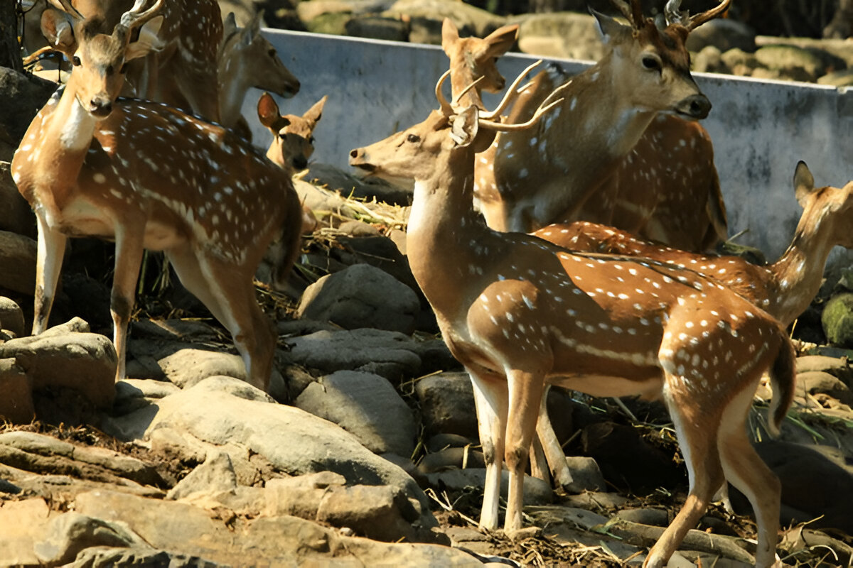 Malsi deer park, places to visit in Dehradun.